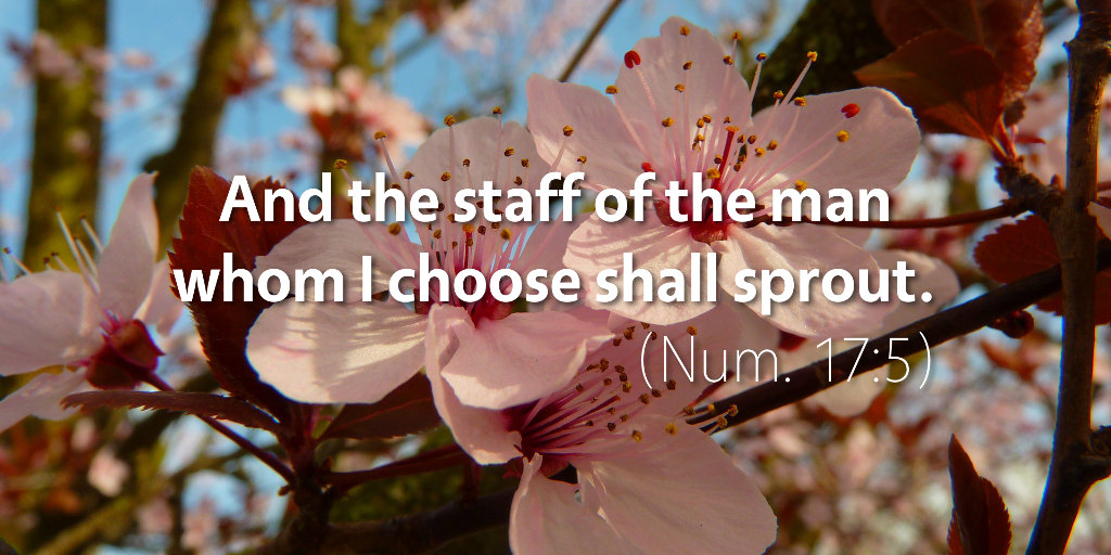 Numbers 17–18: And the staff of the man whom I choose shall sprout.