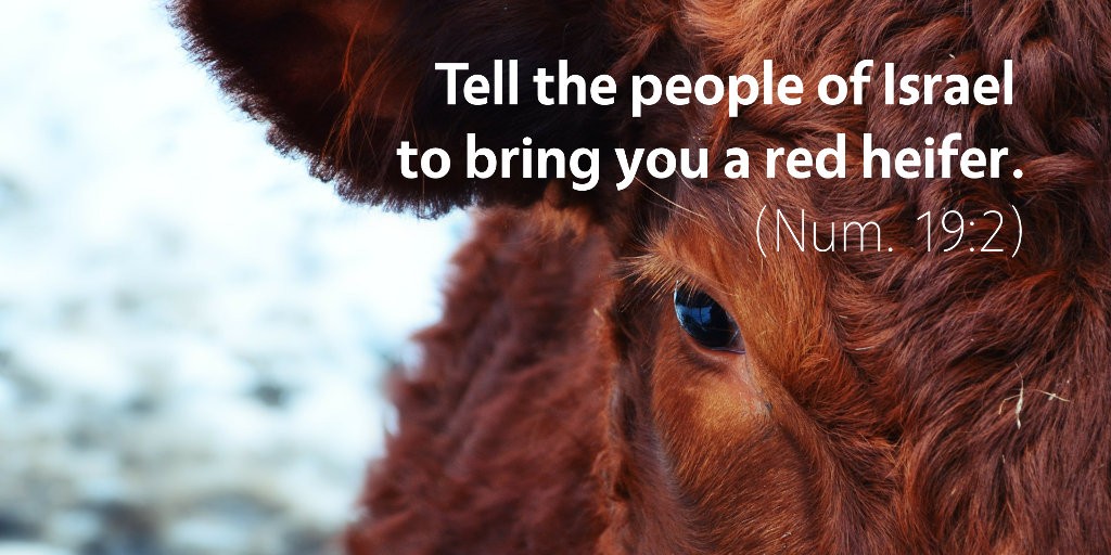 Numbers 19: Tell the people of Israel to bring you a red heifer.