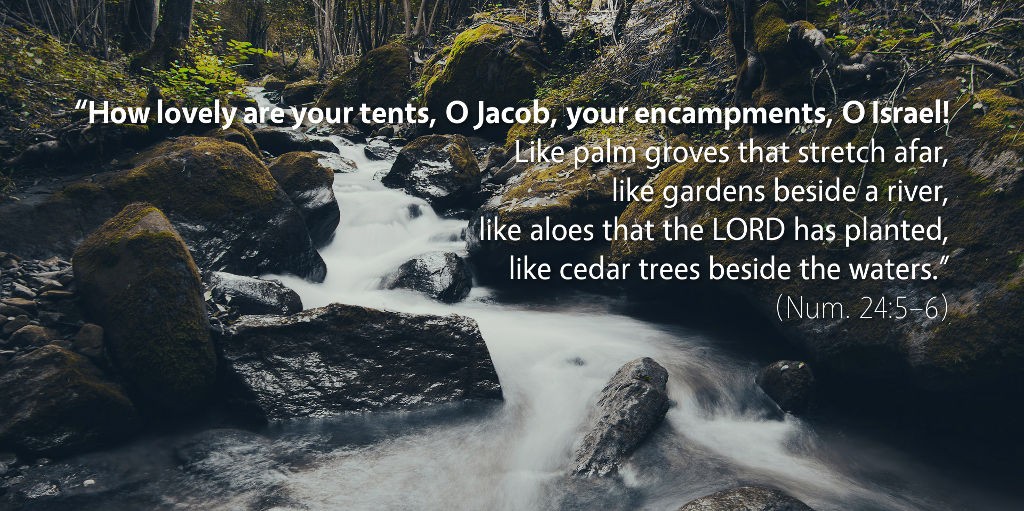 Numbers 24: How lovely are your tents, O Jacob, like cedar trees beside the waters.