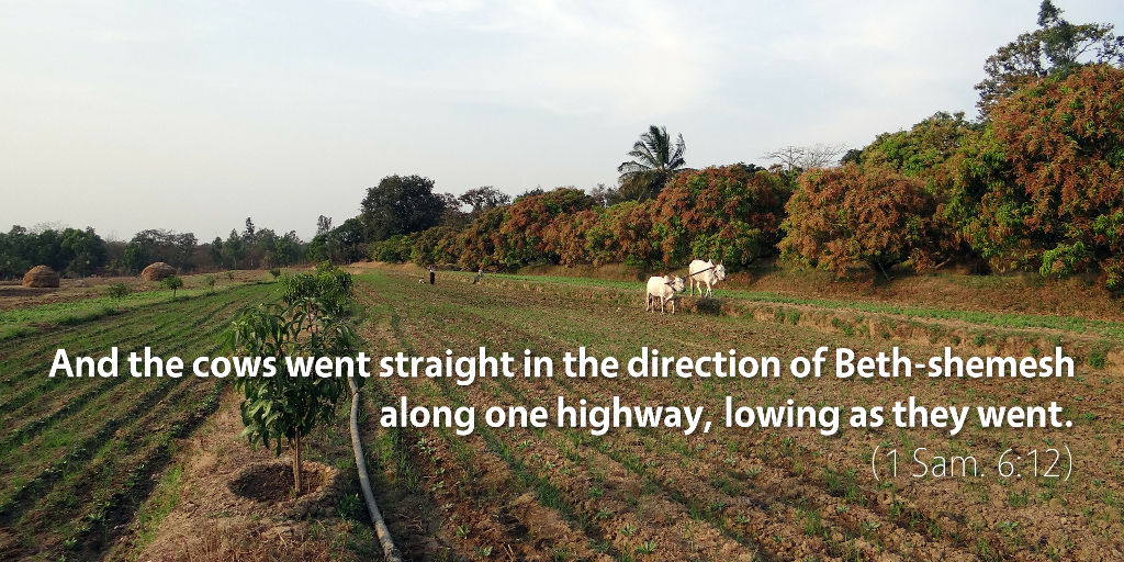 1 Samuel 6: And the cows went straight in the direction of Beth-shemesh along one highway, lowing as they went.